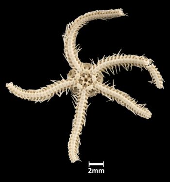 Media type: image;   Invertebrate Zoology OPH-2489 Aspect: ventral